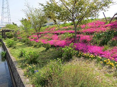 芝桜